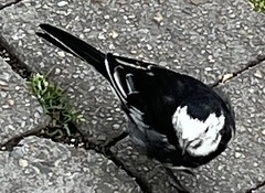 Motacilla alba yarrellii