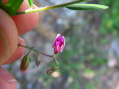 Polygala affinis