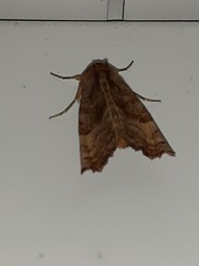 Phlogophora periculosa