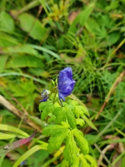 Aconitum delphiniifolium