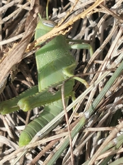 Anacridium aegyptium