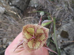 Calochortus tiburonensis