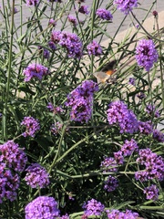 Macroglossum stellatarum