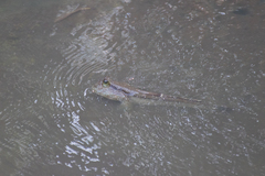 Periophthalmodon schlosseri