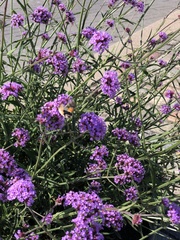 Macroglossum stellatarum