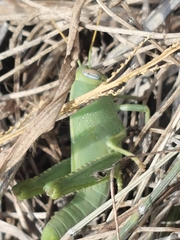 Anacridium aegyptium