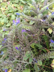 Echium