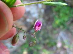 Polygala affinis