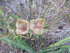 Calochortus tiburonensis