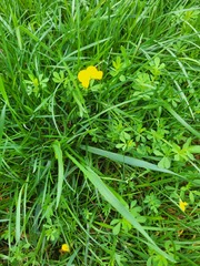 Lotus corniculatus
