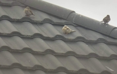 Passer domesticus domesticus