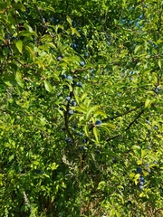 Prunus spinosa