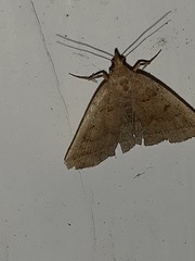 Zanclognatha jacchusalis