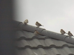 Passer domesticus domesticus