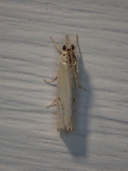 Crambus agitatellus