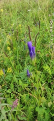Gentianopsis barbata