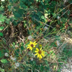 Jacobaea