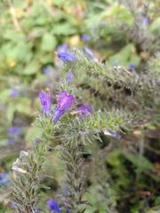 Echium