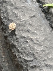 Acanthepeira stellata