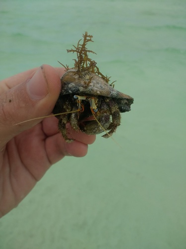 Dardanus scutellatus