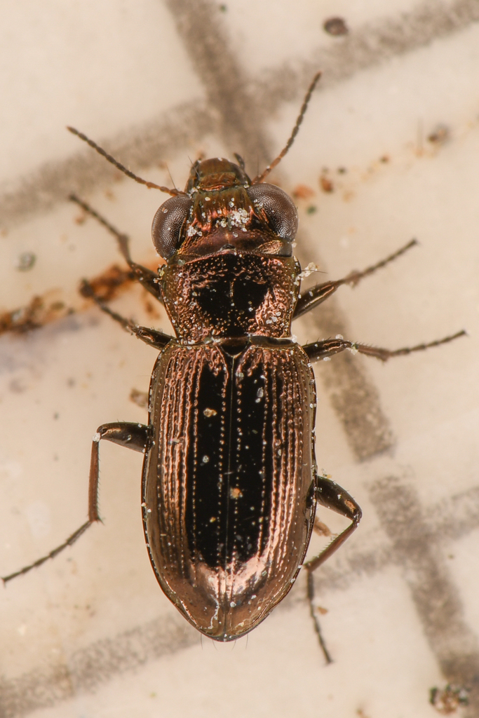 Notiophilus directus