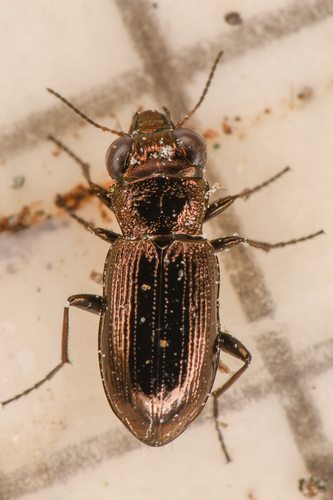 Notiophilus directus