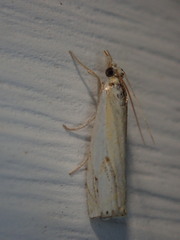 Crambus agitatellus