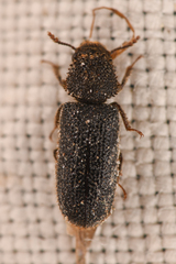 Bostrichidae