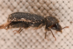 Bostrichidae