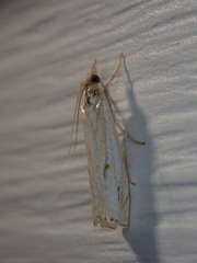 Crambus agitatellus
