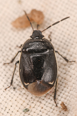 Sehirus cinctus