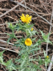 Scolymus hispanicus