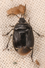Sehirus cinctus