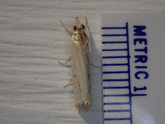 Crambus agitatellus