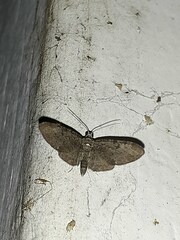 Eupithecia miserulata