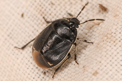 Sehirus cinctus