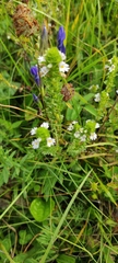 Euphrasia stricta