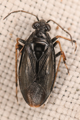 Saldinae