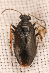 Saldinae