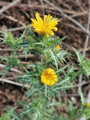 Scolymus hispanicus
