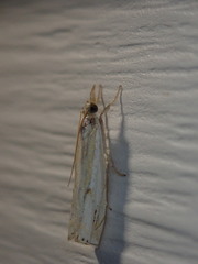 Crambus agitatellus