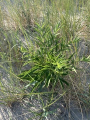 Solidago sempervirens