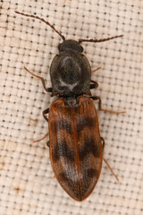 Pseudanostirus
