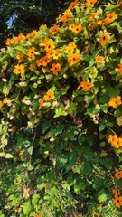 Thunbergia alata