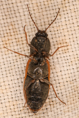 Pseudanostirus