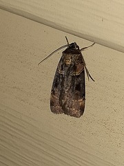 Pseudohermonassa bicarnea