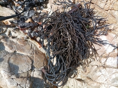 Bifurcariopsis capensis