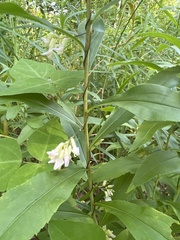 Amphicarpaea bracteata
