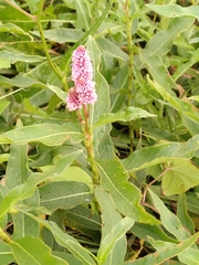 Persicaria amphibia