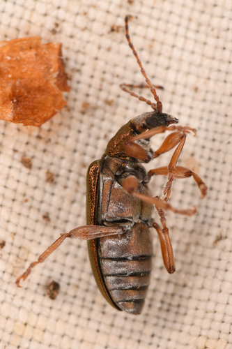 Little reed beetle